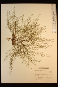 Nemacladus capillaris image